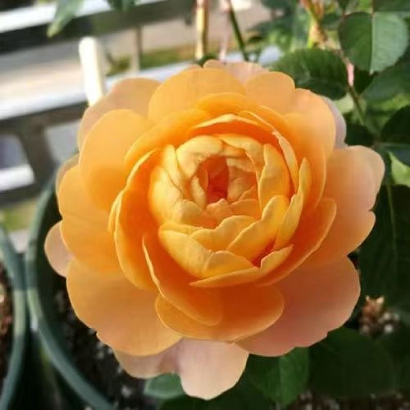 200棵玫瑰花苗四季开花易活好养盆栽地栽庭院阳台花卉