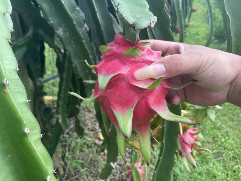 【牛商推荐】湛江遂溪县火龙果代办，产地直供，全国发货