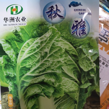 秋雅早熟白菜种子60天可采收上市早冬丽黄心白菜种子