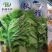 秋雅早熟白菜种子60天可采收上市早冬丽黄心白菜种子