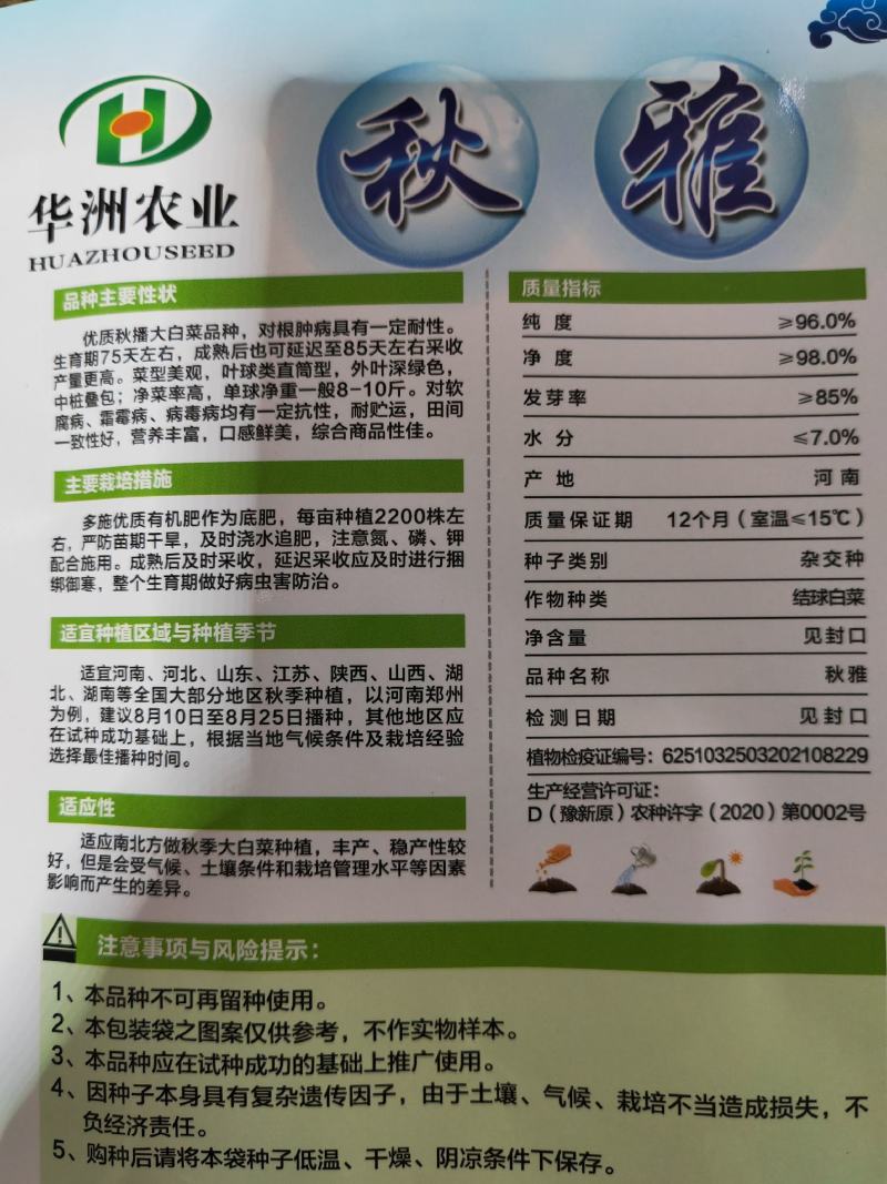 秋雅早熟白菜种子60天可采收上市早冬丽黄心白菜种子