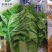 秋雅早熟白菜种子60天可采收上市早冬丽黄心白菜种子