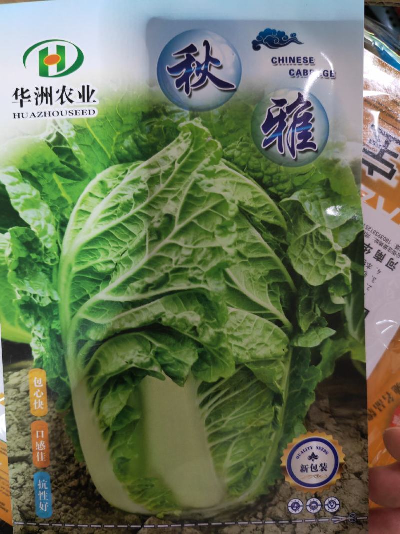 秋雅早熟白菜种子60天可采收上市早冬丽黄心白菜种子