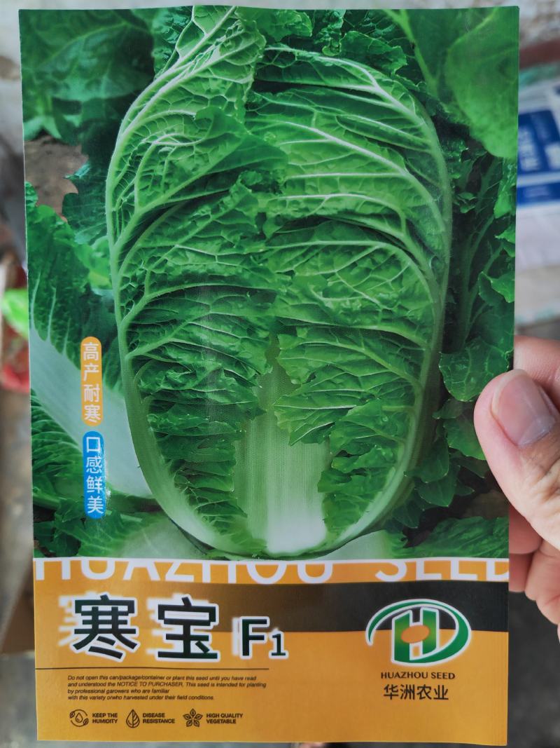 秋雅早熟白菜种子60天可采收上市早冬丽黄心白菜种子