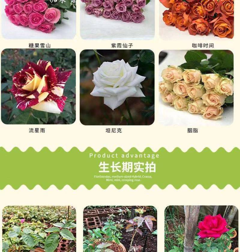 500棵玫瑰花苗扦插小苗四季开花易存活室内外庭院盆栽月季