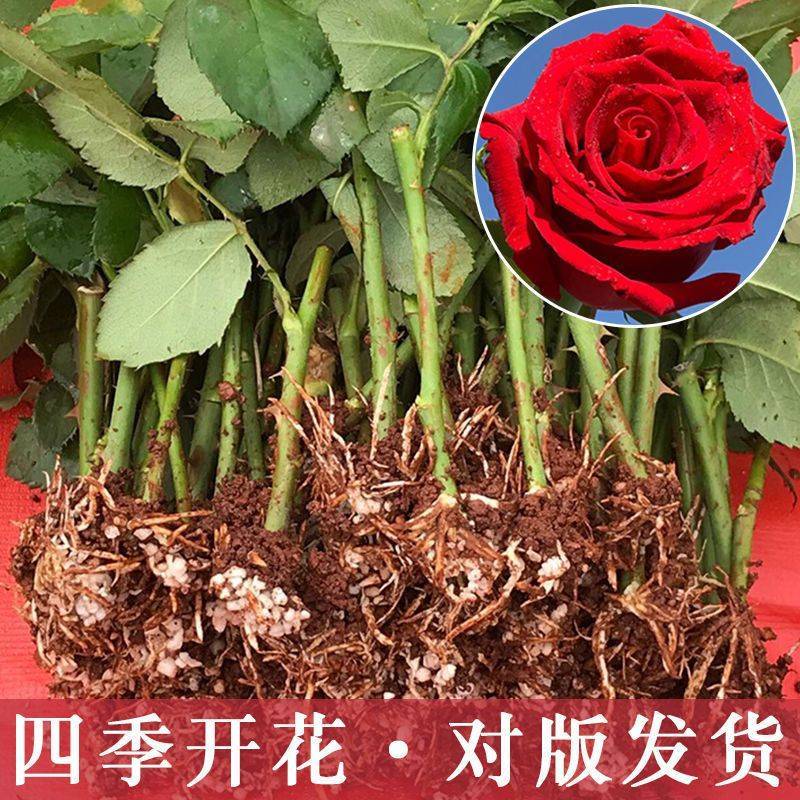 500棵玫瑰花苗扦插小苗四季开花易存活室内外庭院盆栽月季