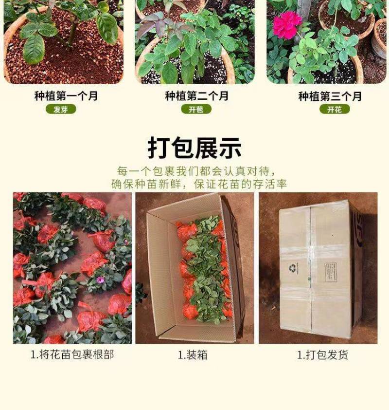 500棵玫瑰花苗扦插小苗四季开花易存活室内外庭院盆栽月季
