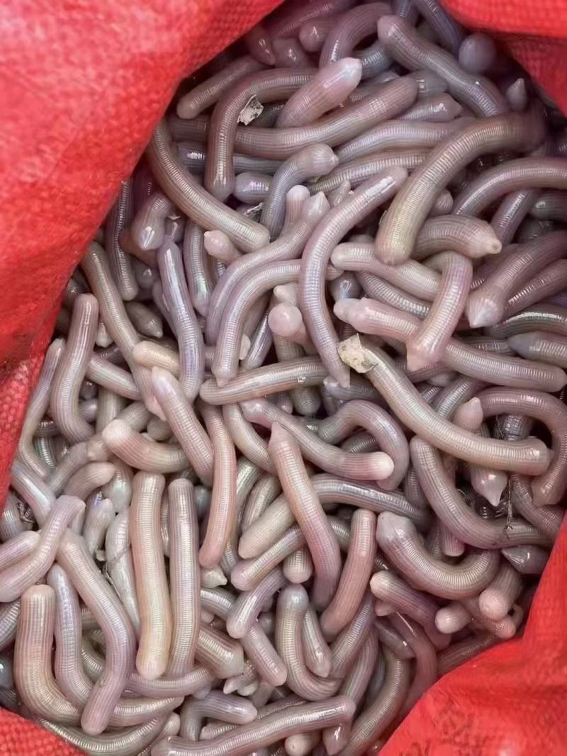 东兴小沙虫