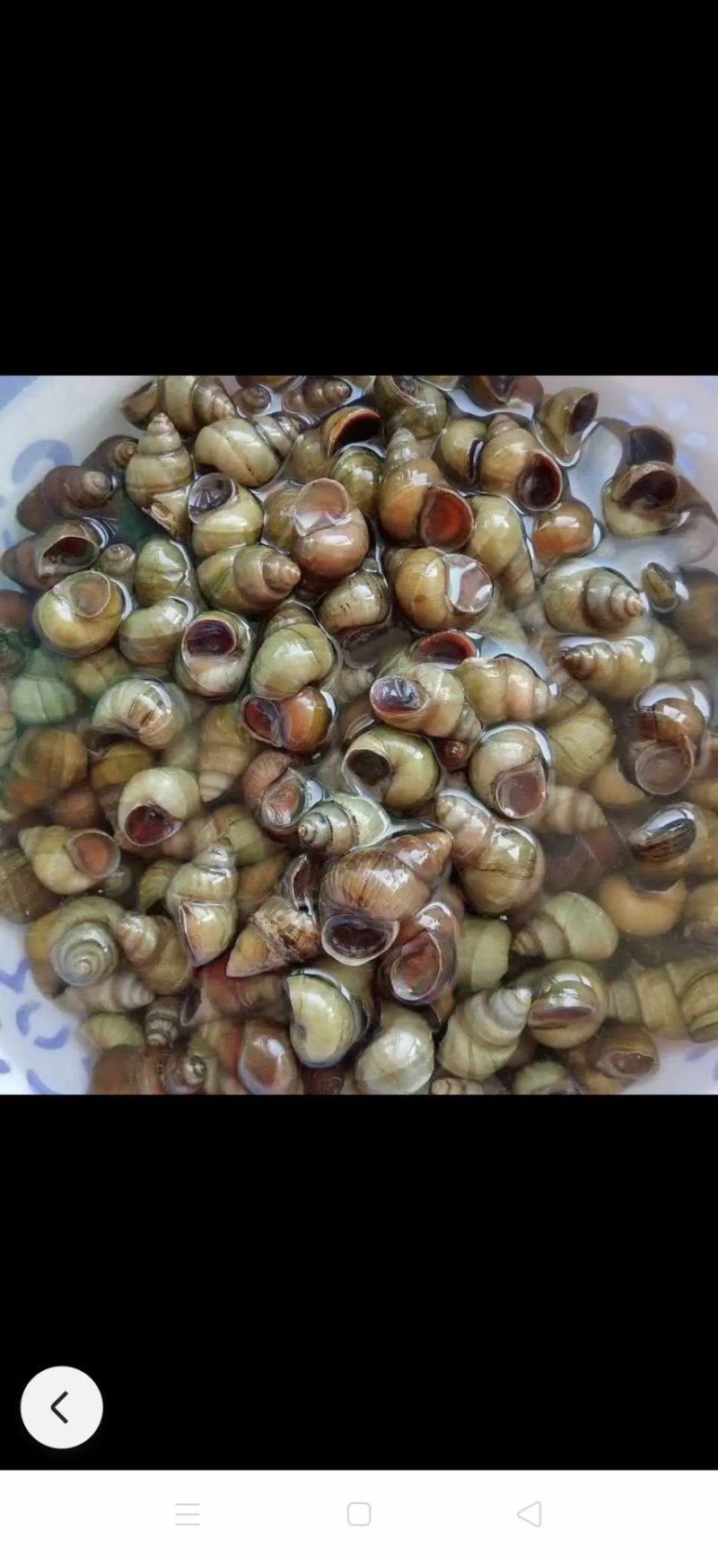 长年供应大量新鲜螺蛳