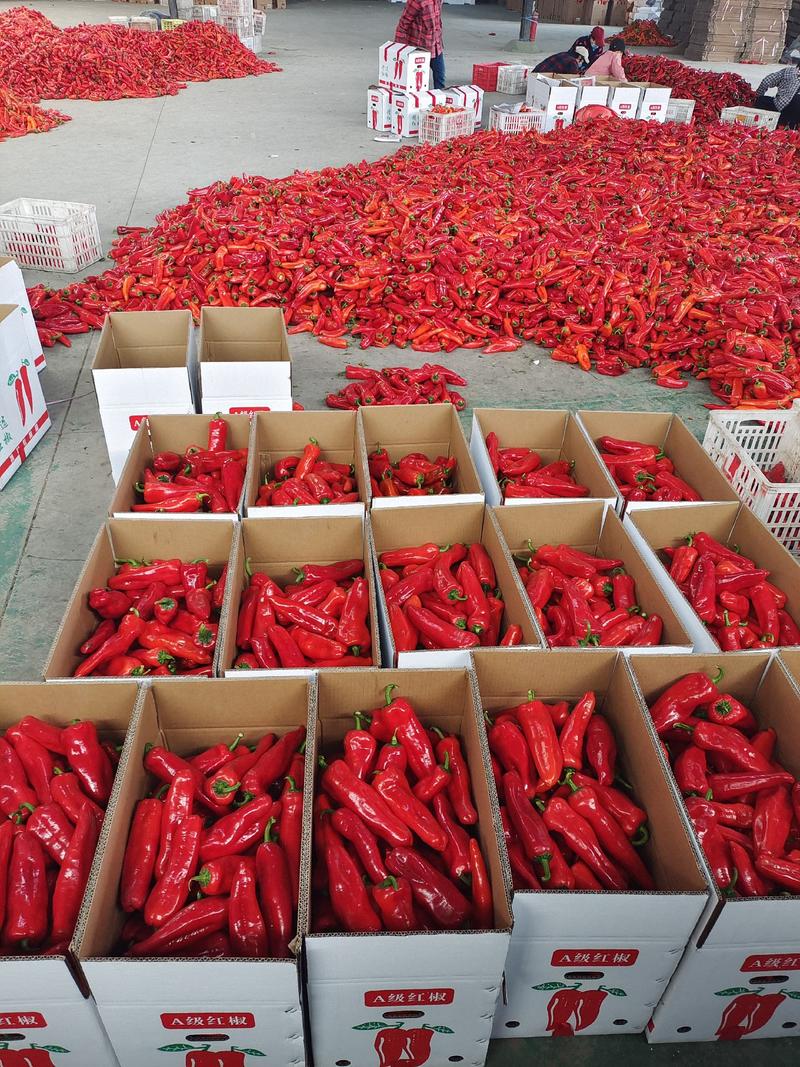 红椒，大棚红泡椒，个大，条直，辣椒主产地，现采现摘