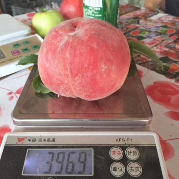 沙红，红不软中桃九，五，现摘鲜果，五两以上，色泽艳丽