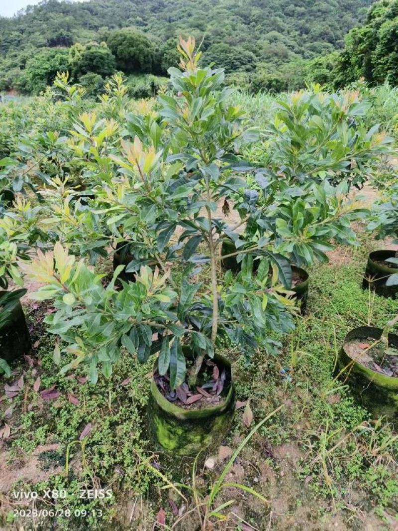 1/公分到5公分地径东魁杨梅