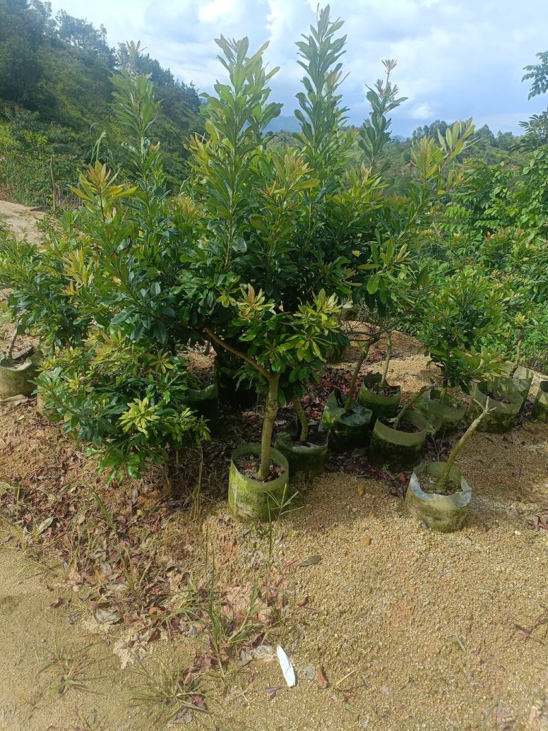 1/公分到5公分地径东魁杨梅