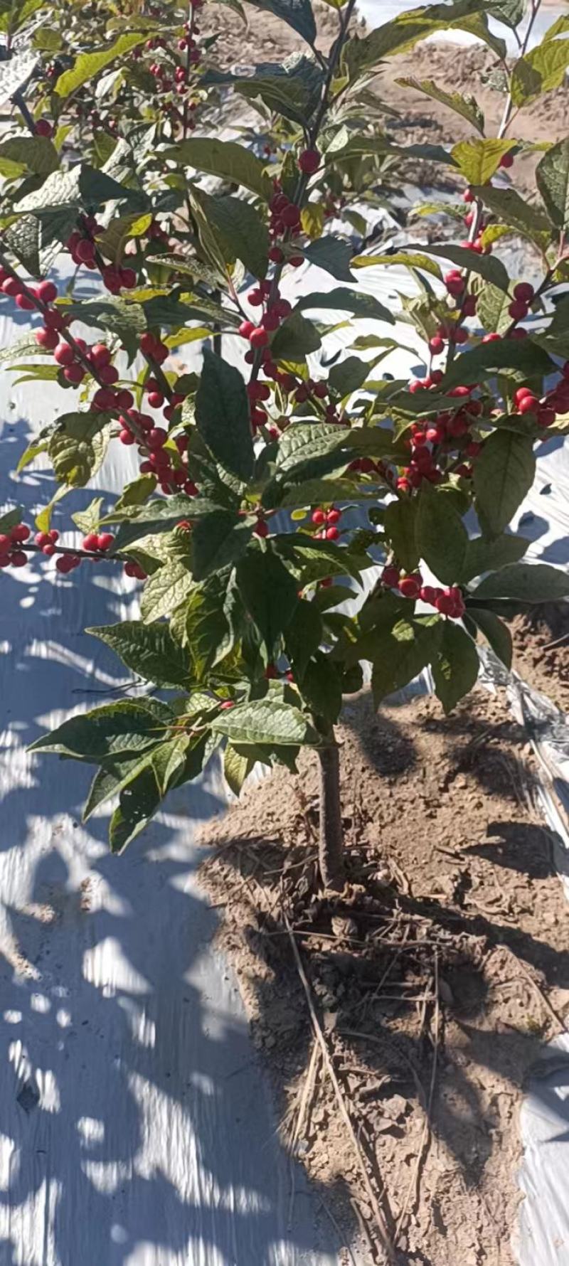 北美冬青苗什么价现货大量出售一至五年的北美冬青树苗