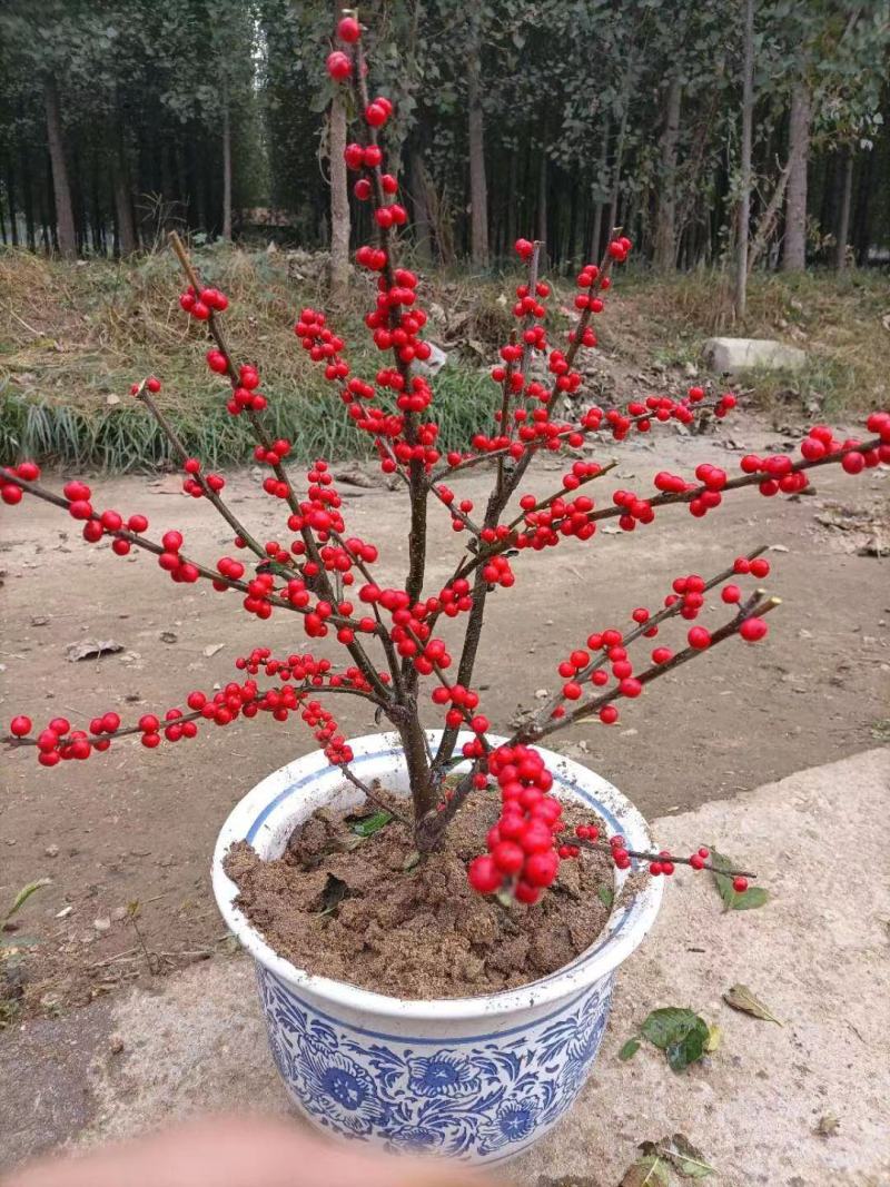 北美冬青苗什么价现货大量出售一至五年的北美冬青树苗