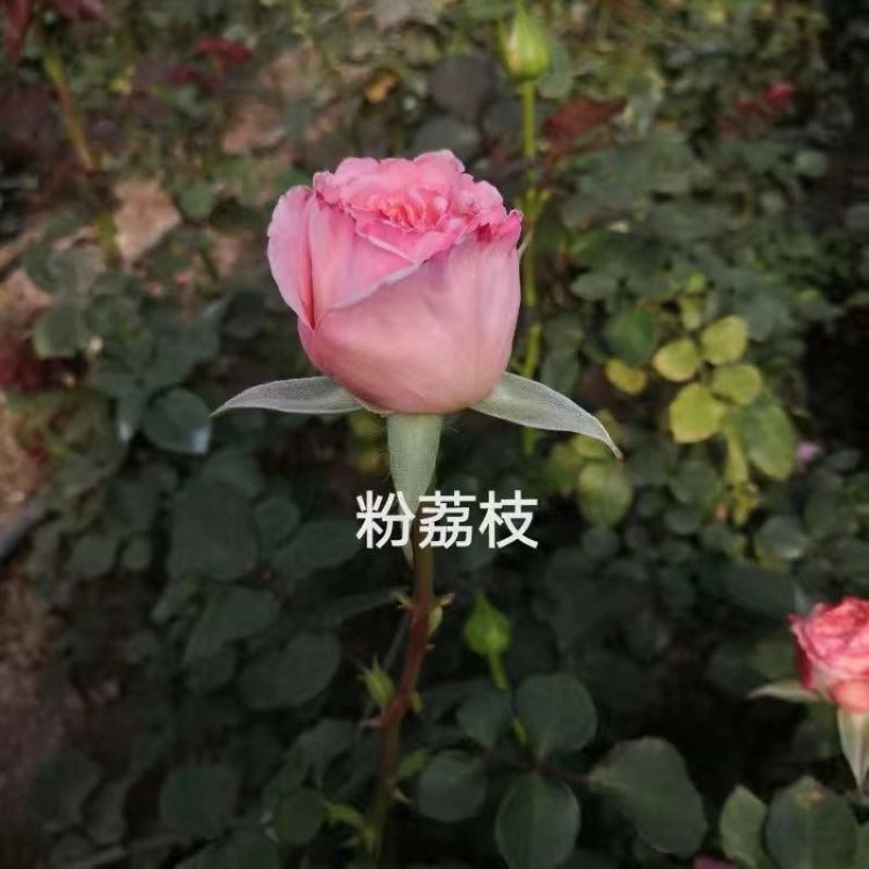 1000棵玫瑰花苗四季开花易活好养盆栽地栽庭院阳台绿化苗