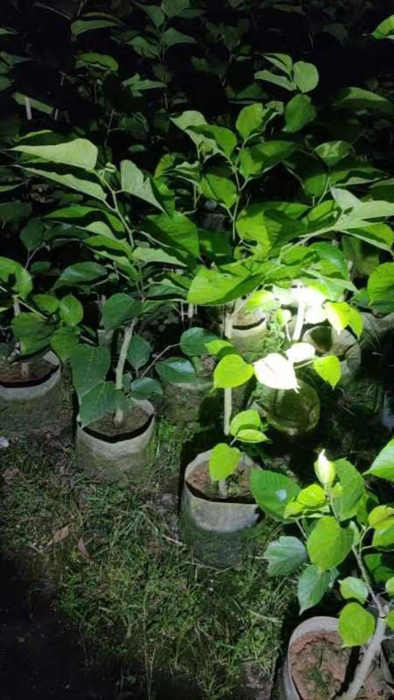 1/8公分桑葚果苗