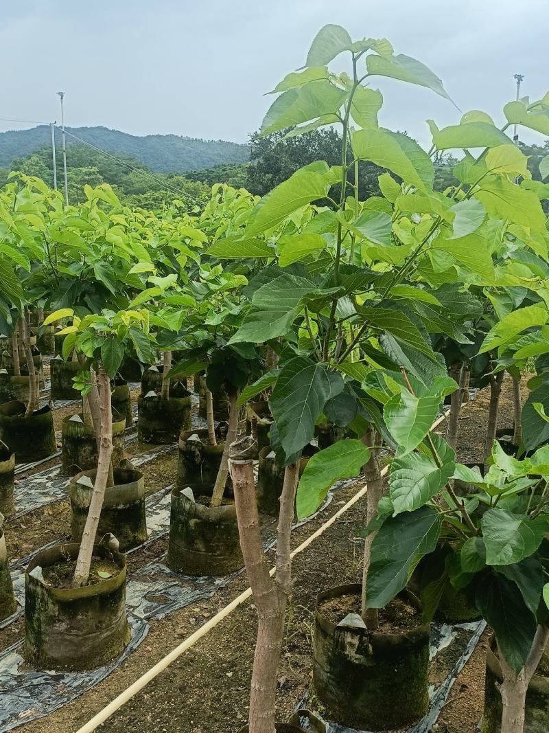 1/8公分桑葚果苗