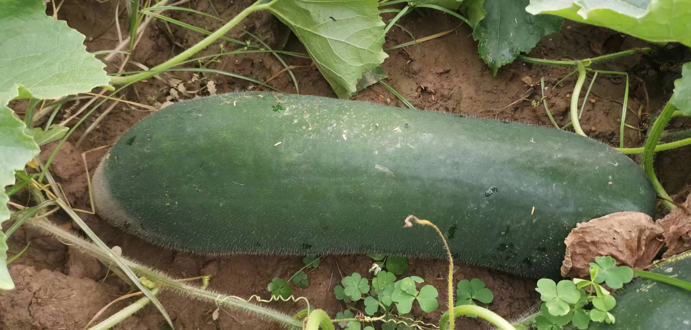 黑皮冬瓜成熟果实特写