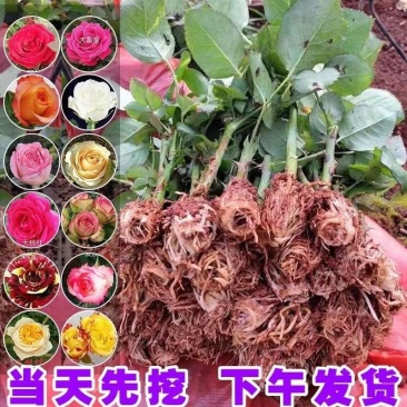 2000棵月季花苗玫瑰花苗扦插玫瑰花卉四季开花室内外花卉