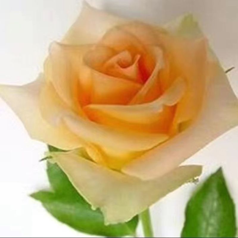 2000棵月季花苗玫瑰花苗扦插玫瑰花卉四季开花室内外花卉