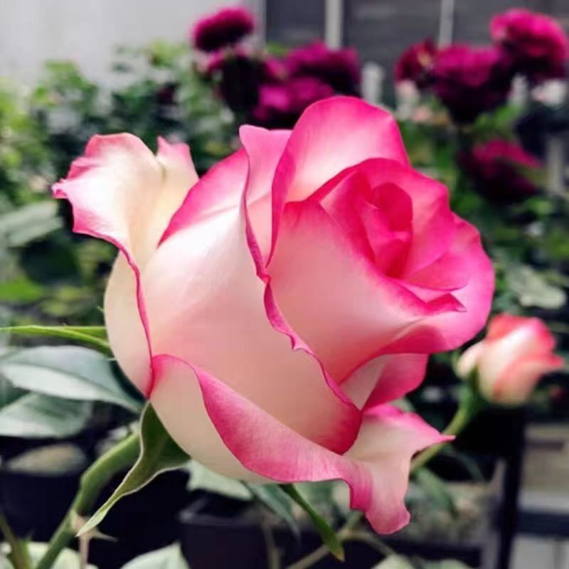 2000棵月季花苗玫瑰花苗扦插玫瑰花卉四季开花室内外花卉