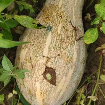 蜜本南瓜美优美快要上市了质量好，口感好需要的老板联系