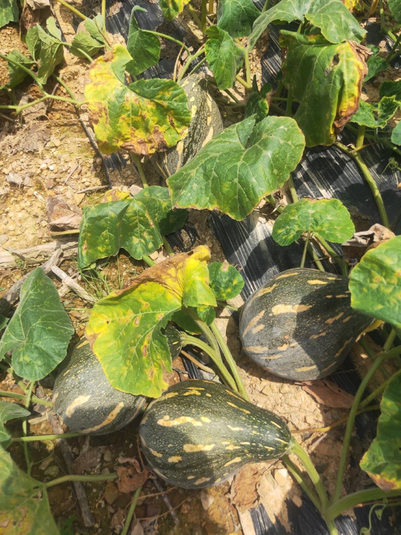 香芋南瓜支持电商货，大量上市货源充足品质保证