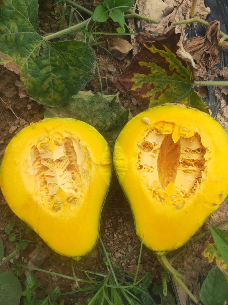 香芋南瓜支持电商货，大量上市货源充足品质保证