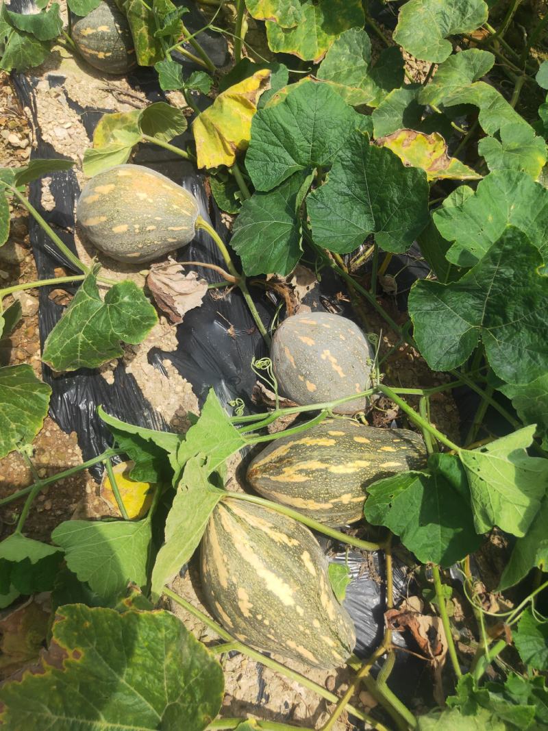 香芋南瓜支持电商货，大量上市货源充足品质保证