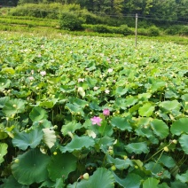 大量洪应新鲜水果莲，麻莲，铁莲子