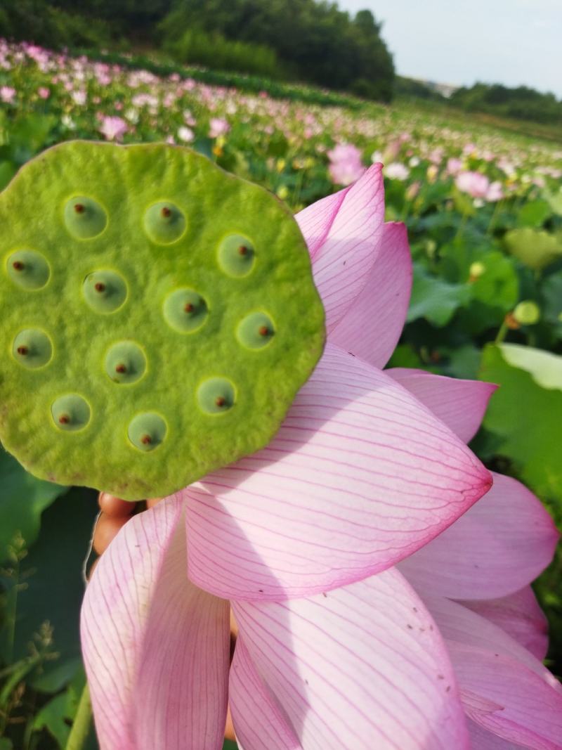 大量洪应新鲜水果莲，麻莲，铁莲子