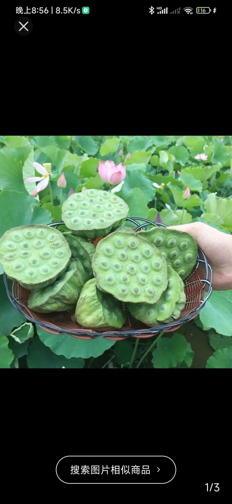 大量洪应新鲜水果莲，麻莲，铁莲子