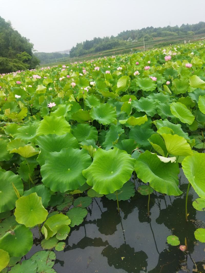 大量洪应新鲜水果莲，麻莲，铁莲子