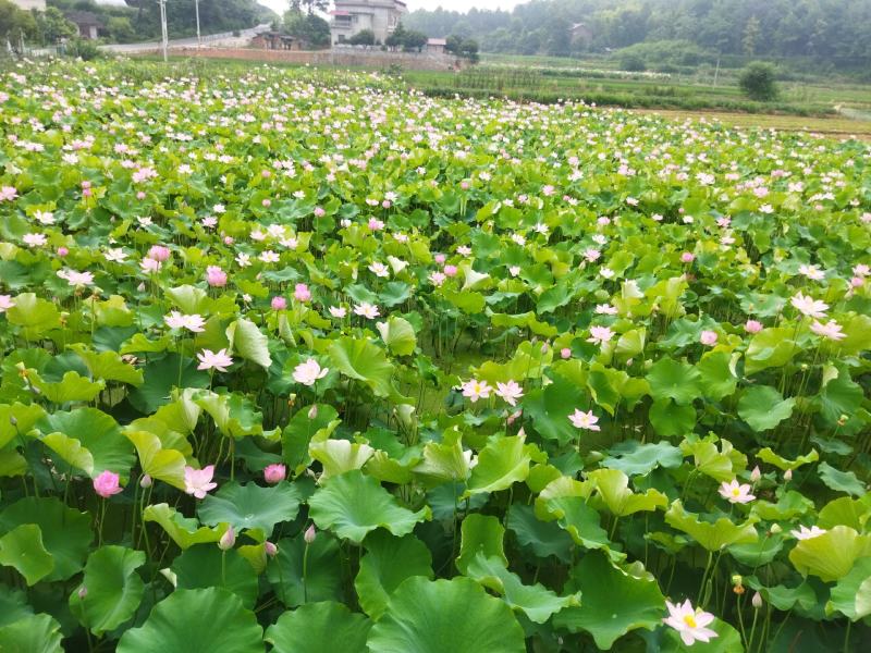 大量洪应新鲜水果莲，麻莲，铁莲子