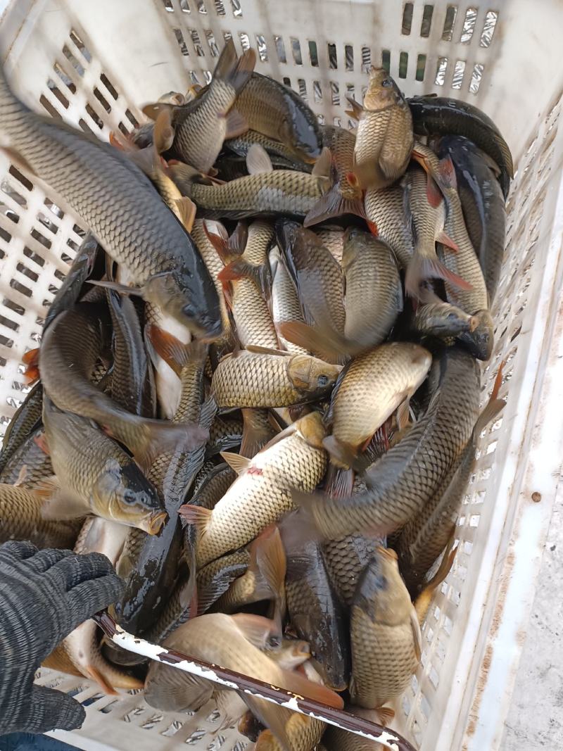 小鲤鱼