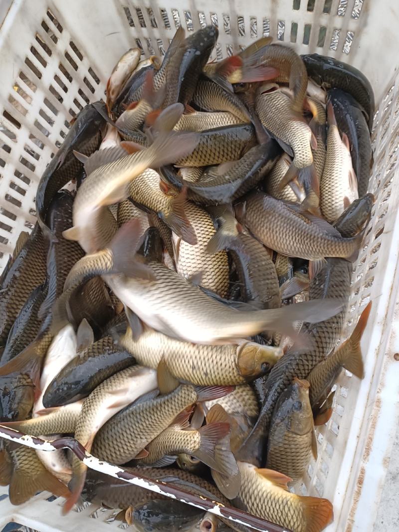 小鲤鱼