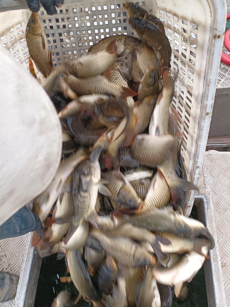 小鲤鱼