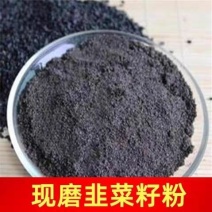 韭菜籽粉中药材韭菜籽粉正品质量保证欢迎咨询选购！