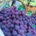 巨峰自然果