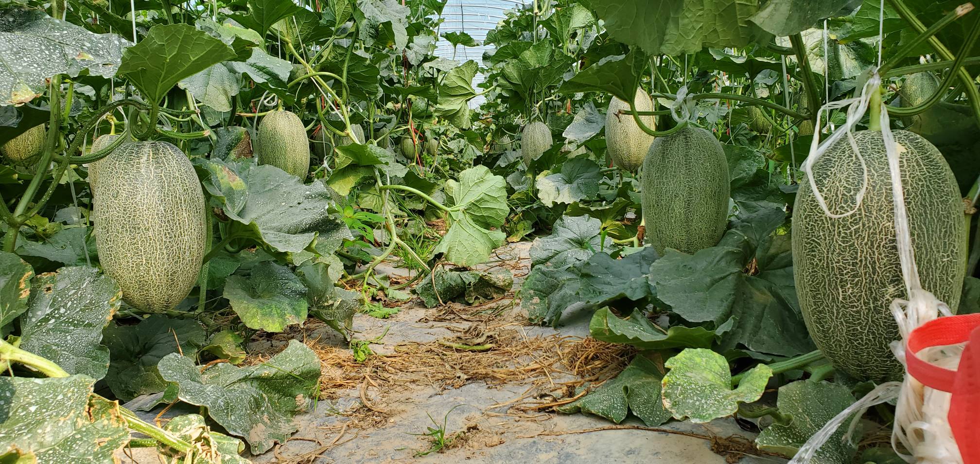 哈密瓜果实发育进程对照图(实物拍摄),清晰展示脆瓜期(左)与成熟期(右)在果皮色泽、网纹密度、果肉质地上的显著差异,标注关键生育天数与硬度数值 哈密瓜不同生育期果实对比图:左侧为授粉后20天脆瓜(青绿皮、硬肉、无网纹),右侧为授粉后35天成熟瓜(金黄皮、软肉、全网纹)