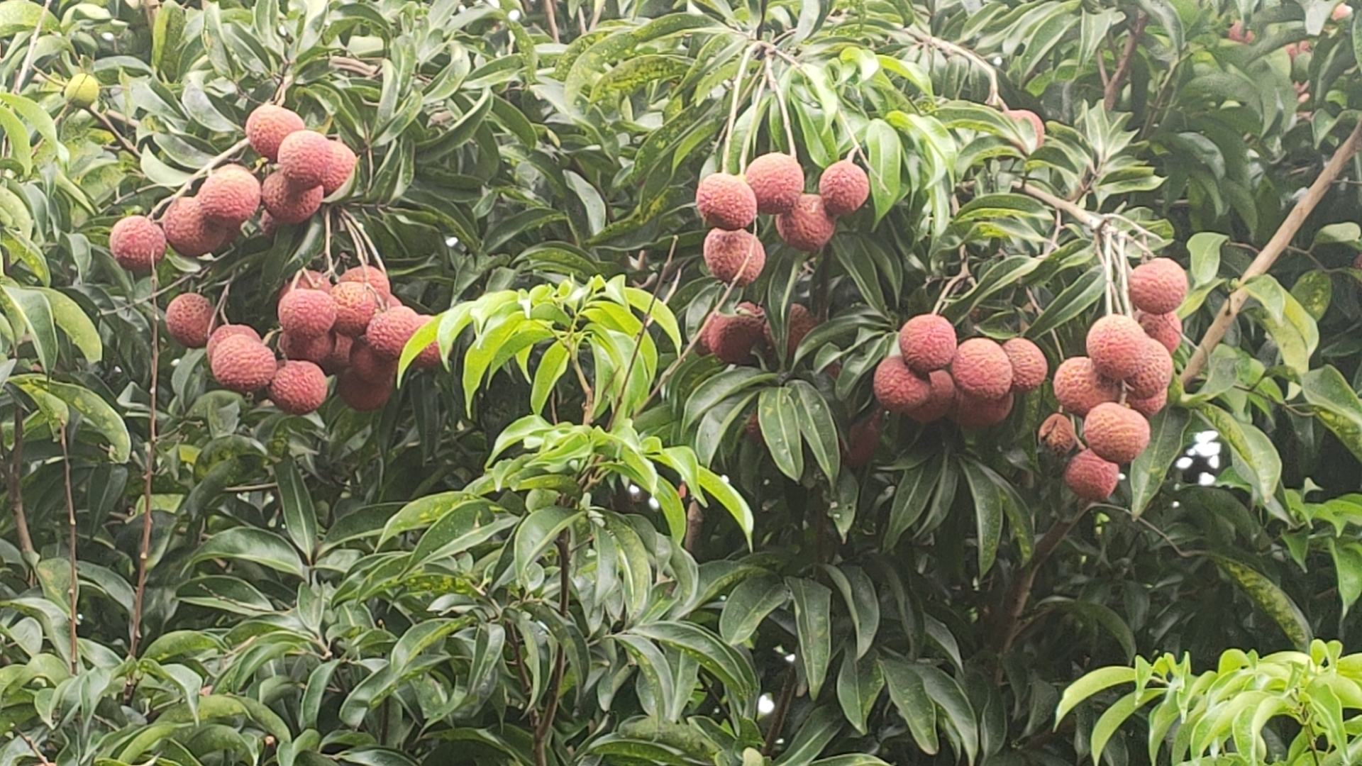 展示桂味荔枝从青果到成熟果的颜色变化过程 桂味荔枝从青果到成熟果的变化图