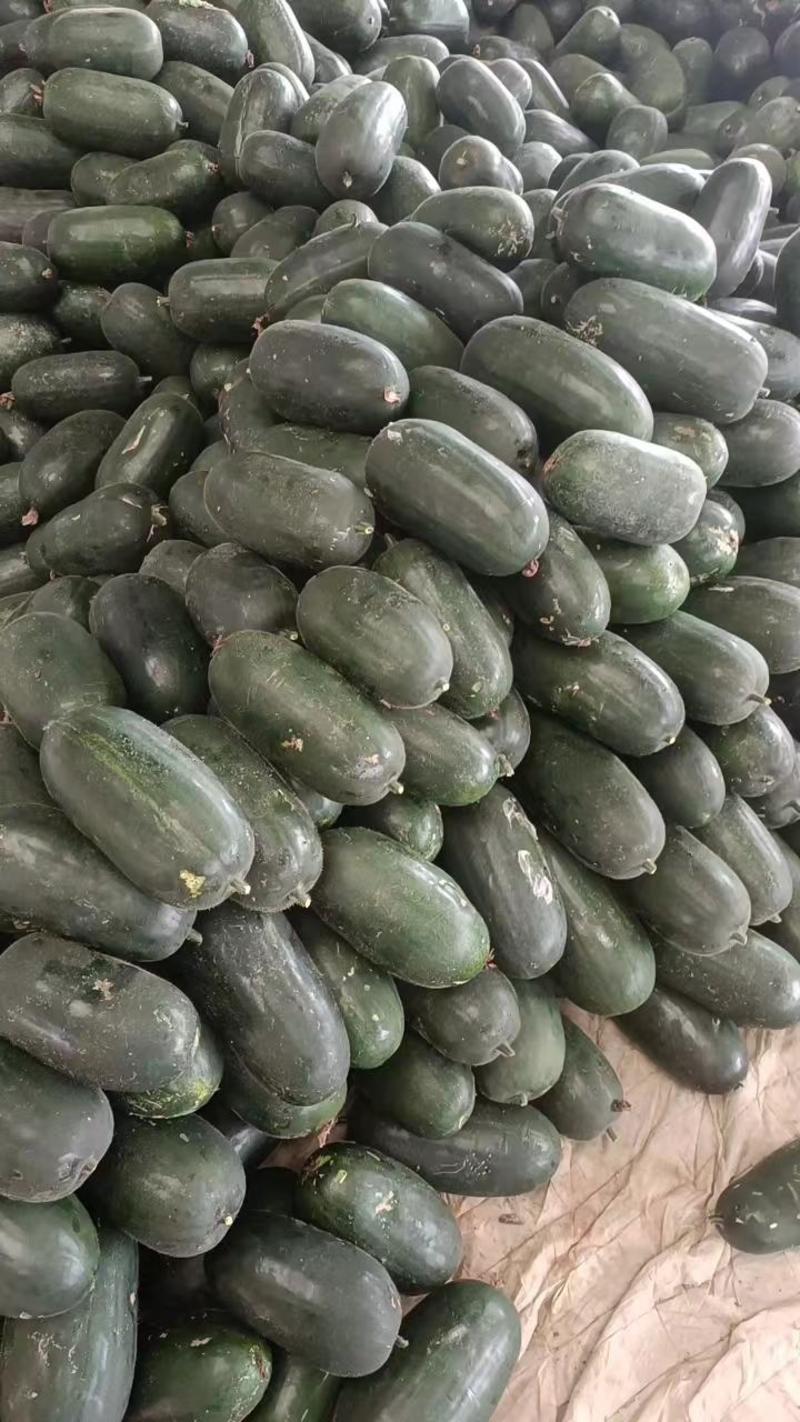山东省兰陵县，精品小冬瓜大量上市了，量非常大，价格便宜