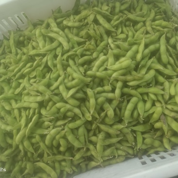 毛豆青豆手工采摘