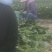 毛豆青豆手工采摘