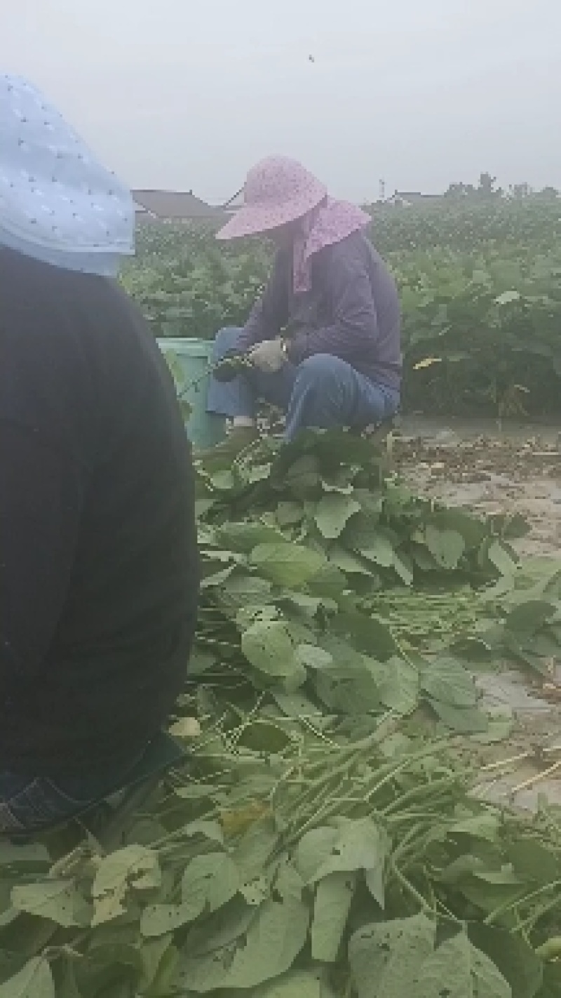 毛豆青豆手工采摘