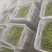 毛豆青豆手工采摘