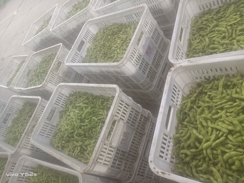 毛豆青豆手工采摘