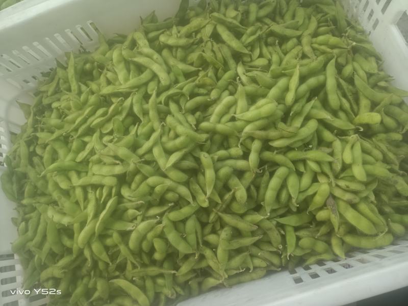 毛豆青豆手工采摘