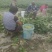毛豆青豆手工采摘